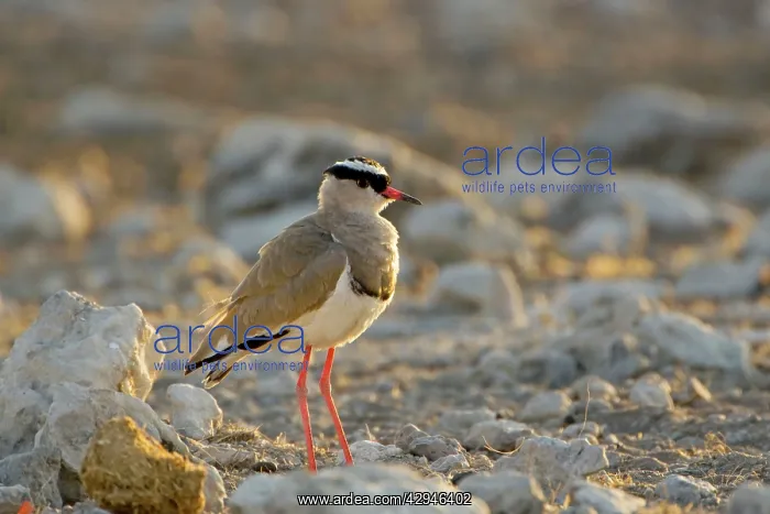 : Crowned Lapwing / Plover - At dawn : Crowned Lapwing / Plover - At dawn