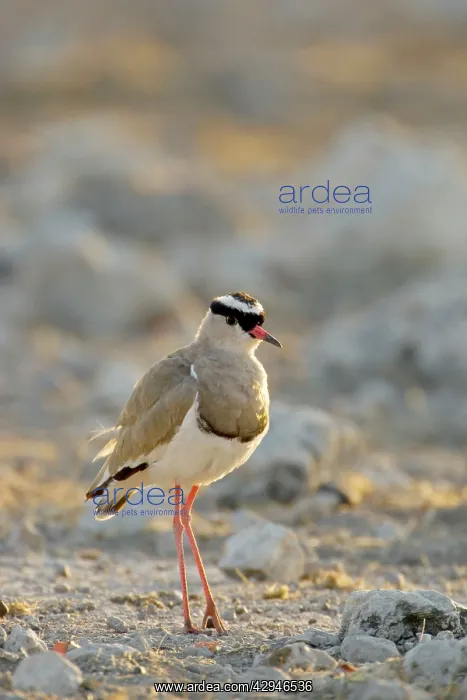  : Crowned Lapwing  /  Plover - At dawn
