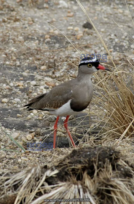 : Crowned Lapwing / Plover - open ground : Crowned Lapwing / Plover - open ground