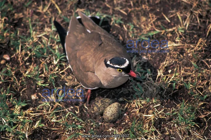 : Crowned-lapwing tending nest : Crowned-lapwing tending nest