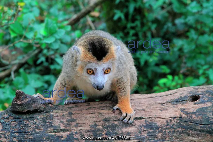 : Crowned lemur (Eulemur coronatus) : Crowned lemur (Eulemur coronatus)