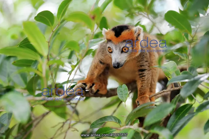 : Crowned Lemur (Eulemur coronatus), Madagascar, Africa : Crowned Lemur (Eulemur coronatus), Madagascar, Africa
