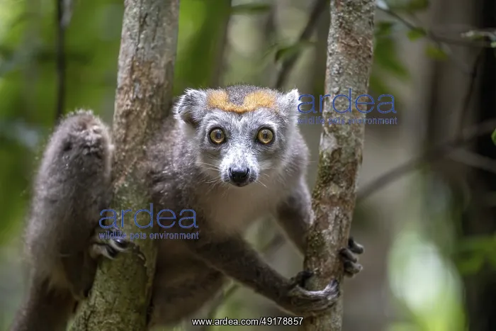 : Crowned lemur (Eulemur coronatus) : Crowned lemur (Eulemur coronatus)