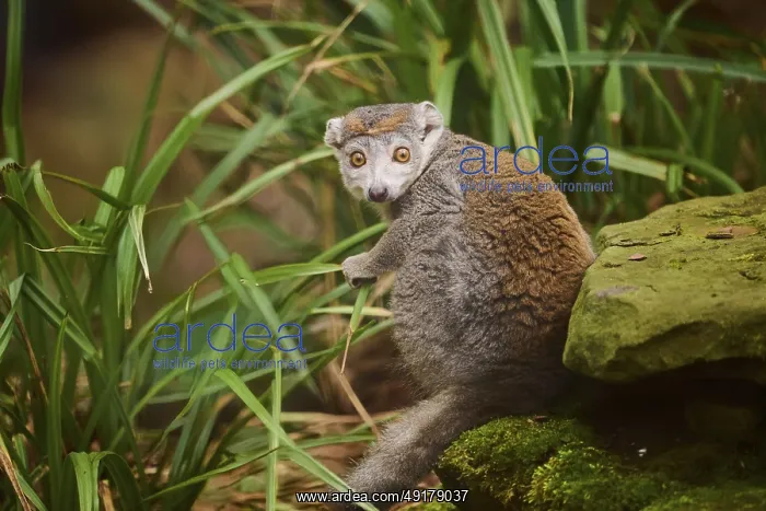 : Crowned lemur (Eulemur coronatus) sitting on the ground : Crowned lemur (Eulemur coronatus) sitting on the ground