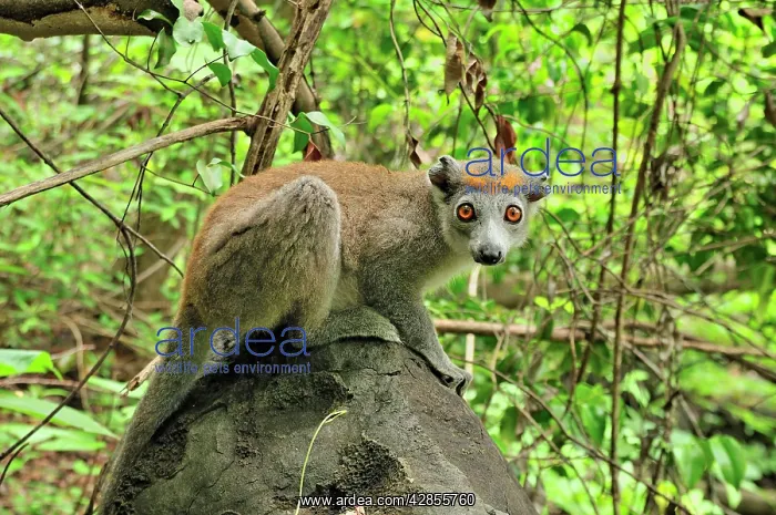 : Crowned Lemur - female : Crowned Lemur - female
