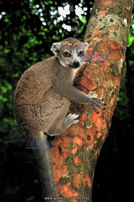 : Crowned Lemur - female : Crowned Lemur - female