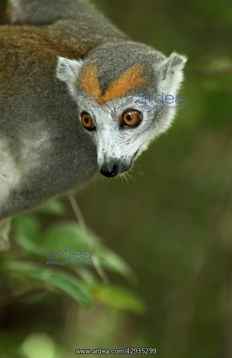 : Crowned Lemur. Female : Crowned Lemur. Female