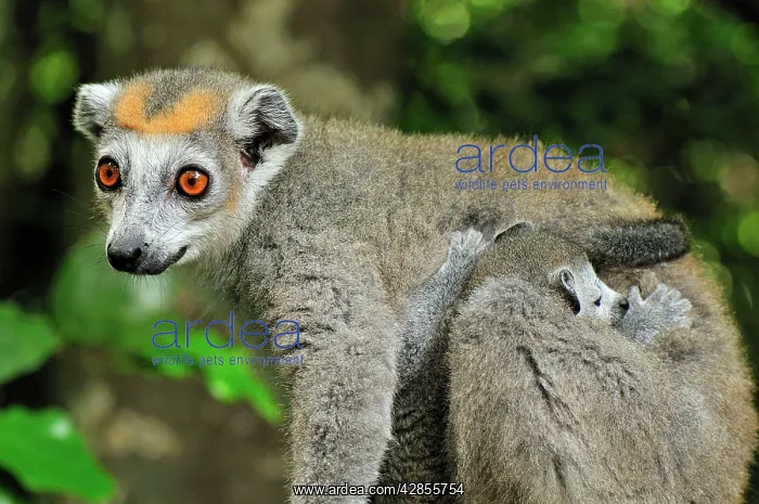 : Crowned Lemur - female with baby : Crowned Lemur - female with baby