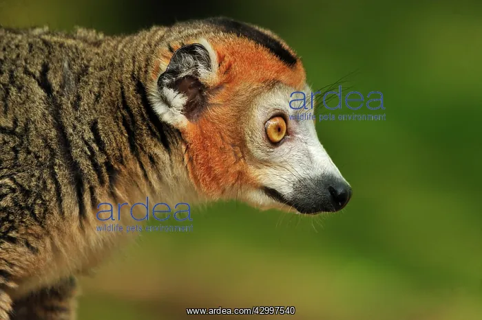 : Crowned Lemur - male : Crowned Lemur - male