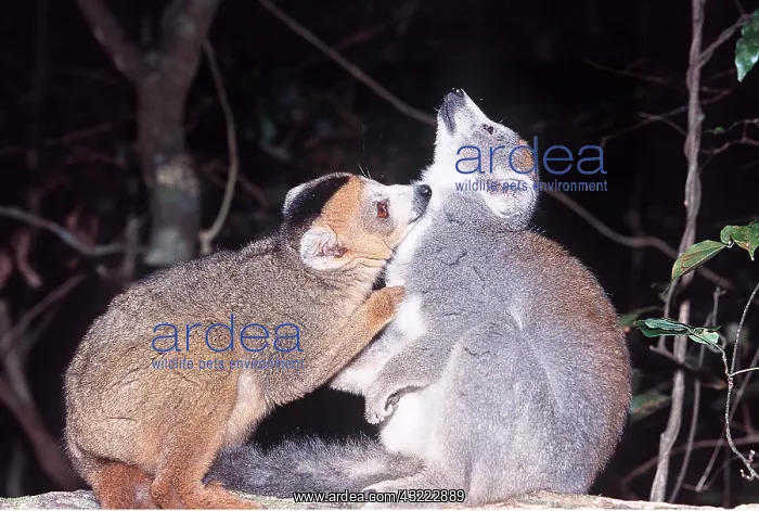 : CROWNED LEMURS - x two, grooming : CROWNED LEMURS - x two, grooming