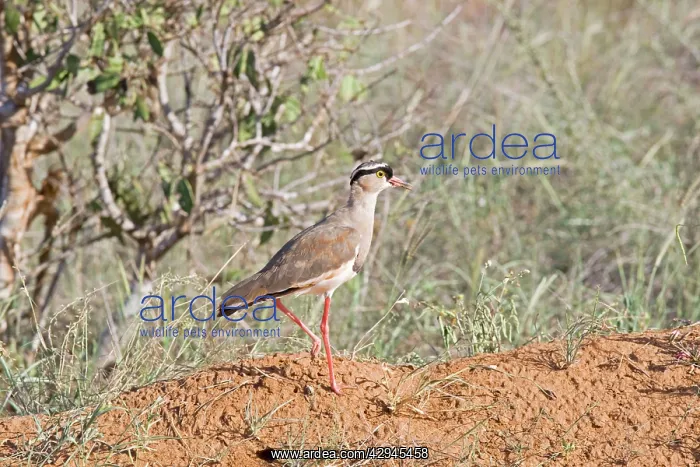 : Crowned Plover : Crowned Plover