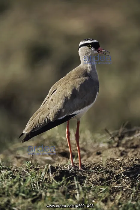 : Crowned Plover : Crowned Plover