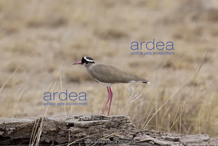  : Crowned Plover Amboseli National Park, Kenya