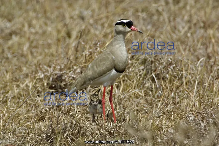 : Crowned Plover with Baby : Crowned Plover with Baby