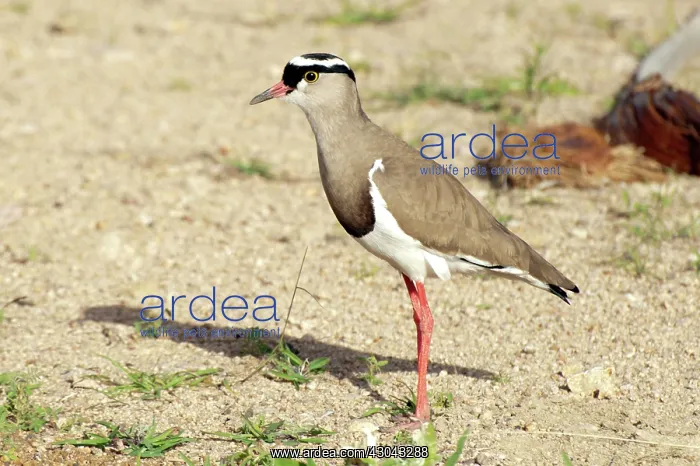  : Crowned Plover on ground