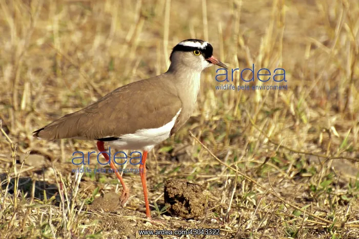  : Crowned Plover on ground
