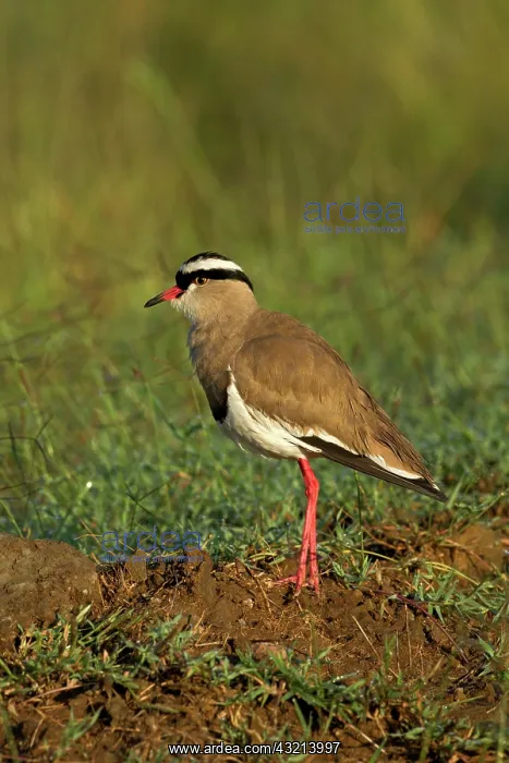 : Crowned Plover, Lake Nakuru National Park : Crowned Plover, Lake Nakuru National Park