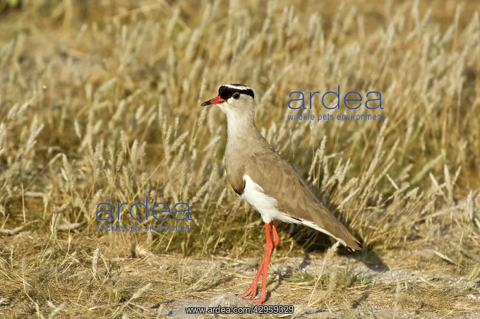 : Crowned Plover - Standing : Crowned Plover - Standing