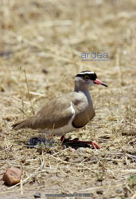 : Crowned Plover (Vanellus coronatus) : Crowned Plover (Vanellus coronatus)