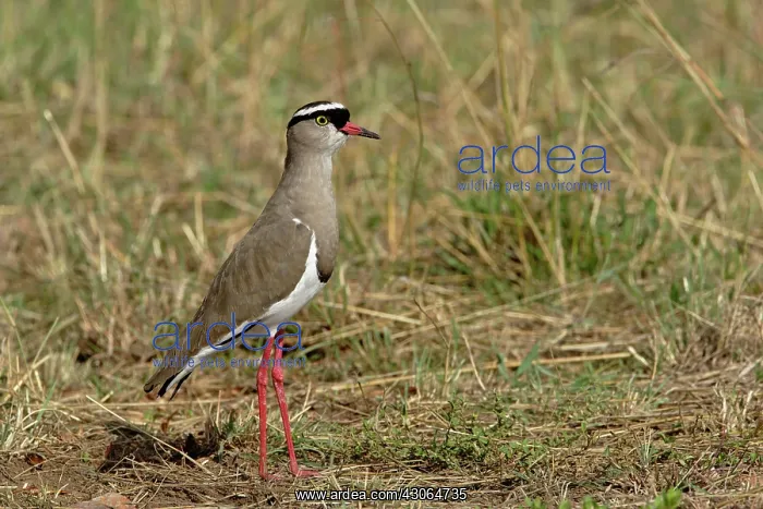 : Crowned Plover, Vanellus coronatus, Masai : Crowned Plover, Vanellus coronatus, Masai