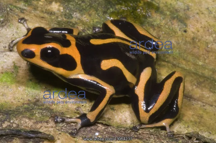 : Crowned Poison Frog : Crowned Poison Frog
