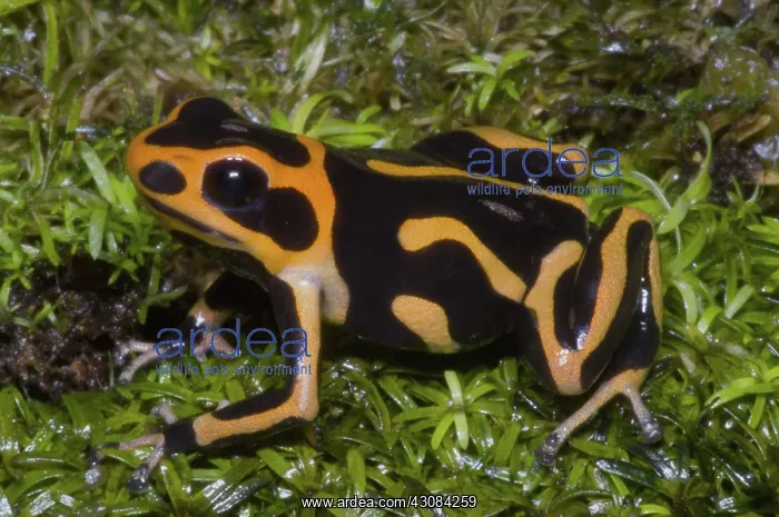 : Crowned Poison Frog : Crowned Poison Frog