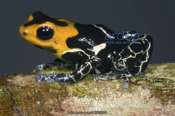 : Crowned Poison Frog : Crowned Poison Frog