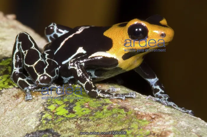 : Crowned Poison Frog : Crowned Poison Frog