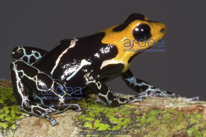 : Crowned Poison Frog : Crowned Poison Frog
