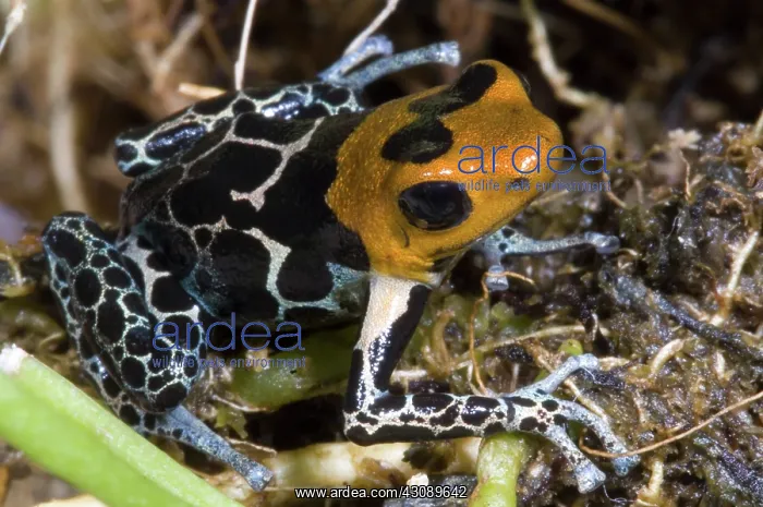 : Crowned Poison Frog : Crowned Poison Frog