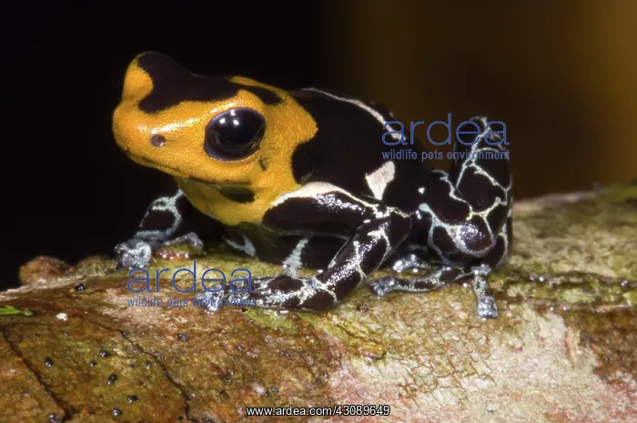 : Crowned Poison Frog : Crowned Poison Frog