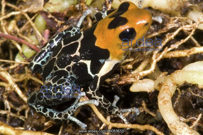 : Crowned Poison Frog : Crowned Poison Frog