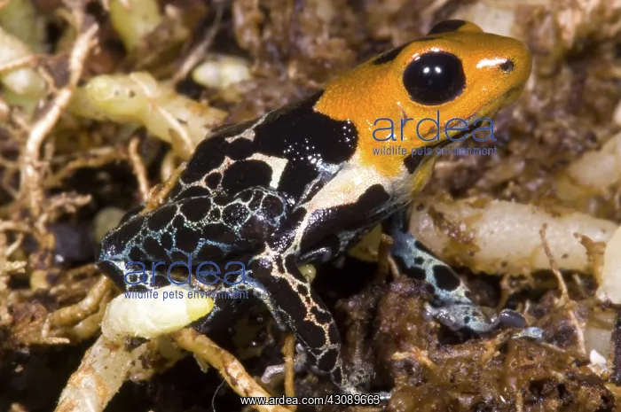 : Crowned Poison Frog : Crowned Poison Frog