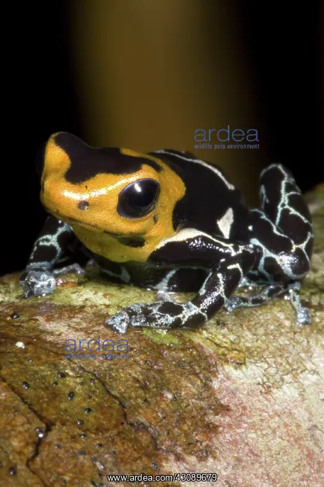 : Crowned Poison Frog : Crowned Poison Frog