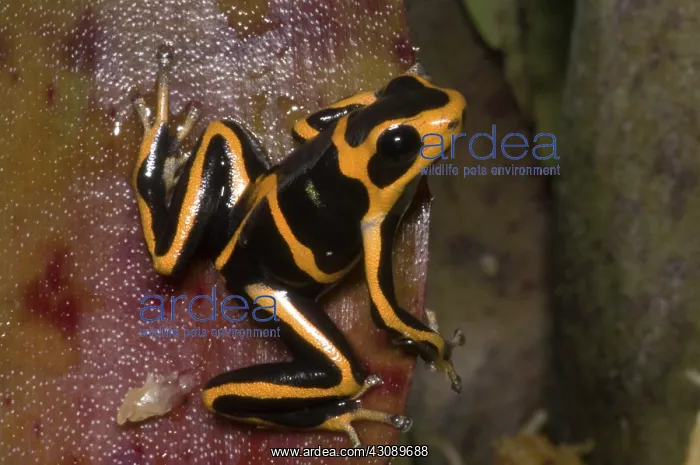 : Crowned Poison Frog : Crowned Poison Frog
