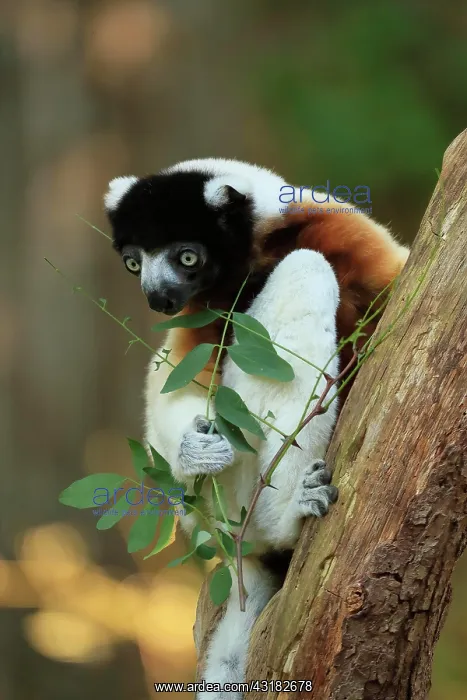 : Crowned sifaka (Propithecus coronatus), adult, on : Crowned sifaka (Propithecus coronatus), adult, on