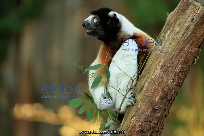 : Crowned sifaka (Propithecus coronatus), adult, on : Crowned sifaka (Propithecus coronatus), adult, on