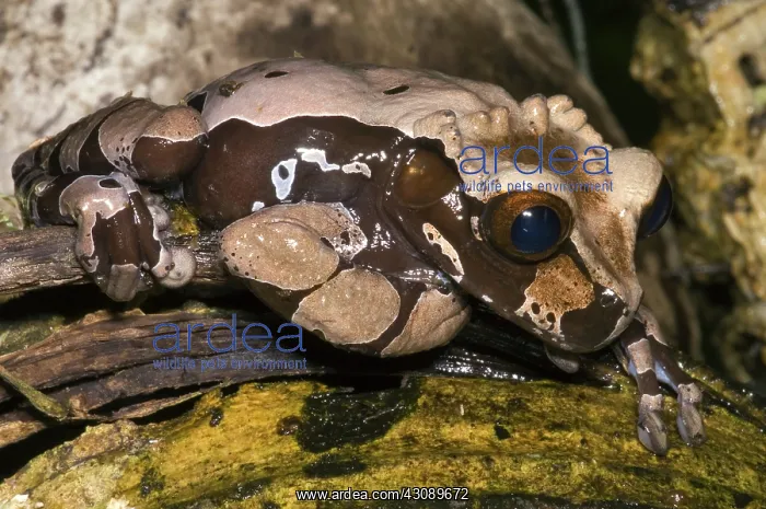: Crowned Tree Frog : Crowned Tree Frog