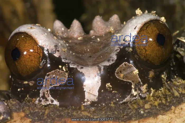 : Crowned Tree Frog : Crowned Tree Frog