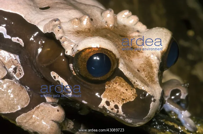 : Crowned Tree Frog : Crowned Tree Frog