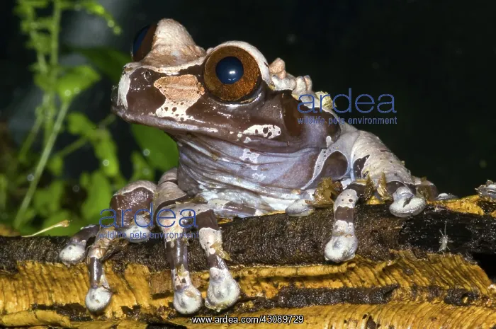 : Crowned Tree Frog : Crowned Tree Frog