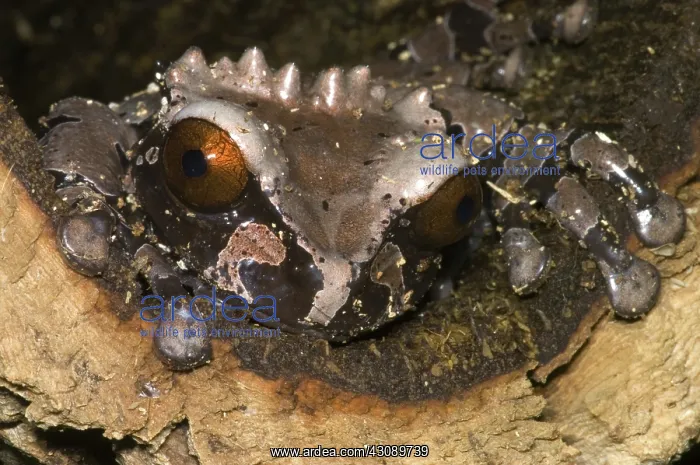 : Crowned Tree Frog : Crowned Tree Frog