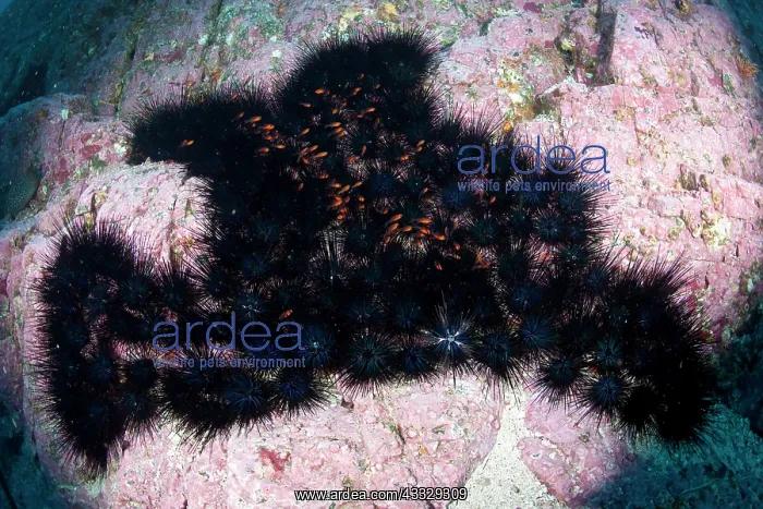 : Crowned urchin, Centrostephanus coronatus, Malpelo Island, N : Crowned urchin, Centrostephanus coronatus, Malpelo Island, N