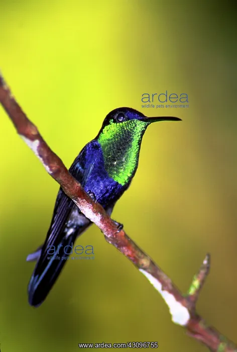 : Crowned Woodnymph Hummingbird : Crowned Woodnymph Hummingbird