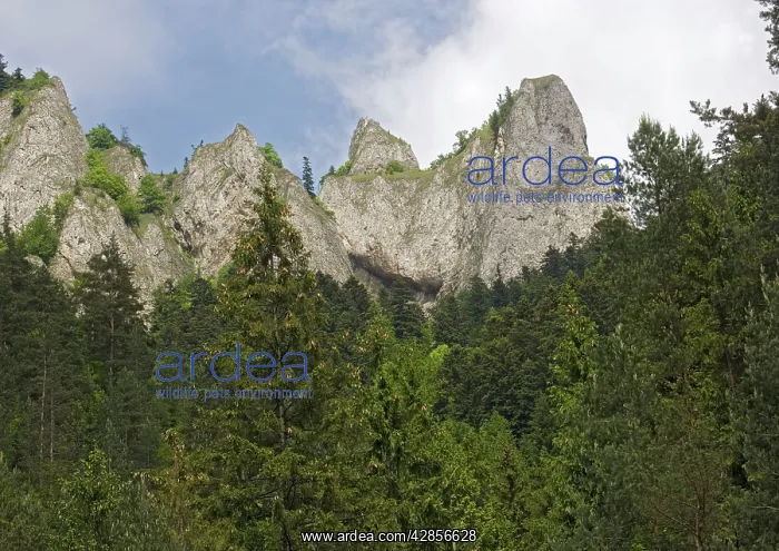 : Three crowns limestone peaks in the Pieniny National Park : Three crowns limestone peaks in the Pieniny National Park
