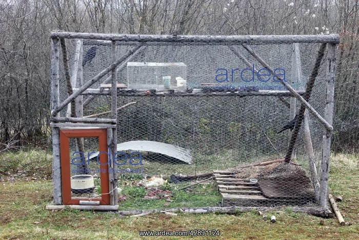 : Crows - caught in cage by means of bait for live : Crows - caught in cage by means of bait for live
