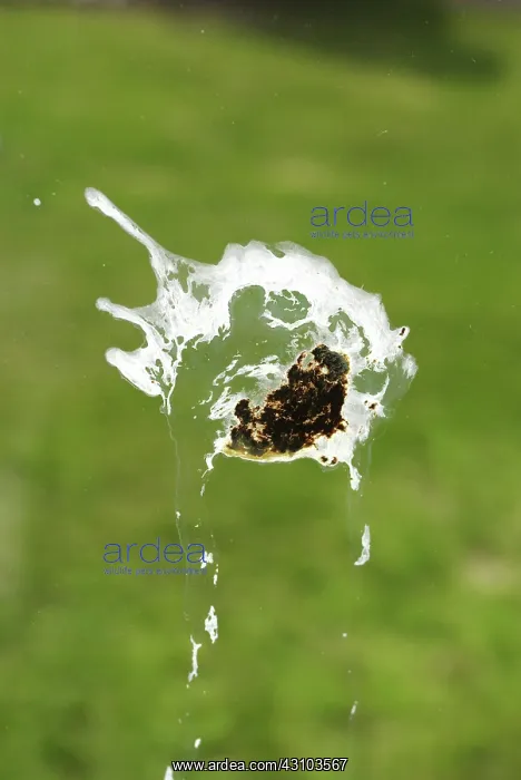 : Crow's droppings on a window pane : Crow's droppings on a window pane