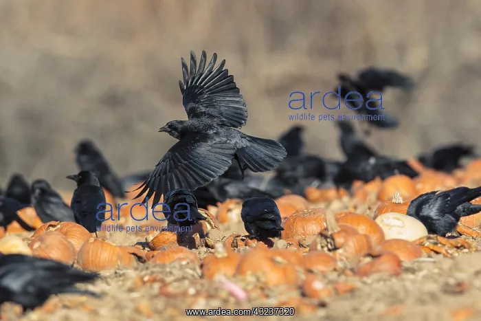  : Crows feeding on pumkins left in the field