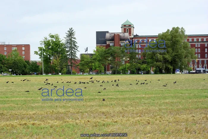 : Crows in Field : Crows in Field