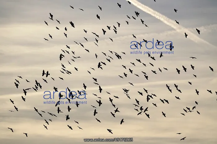 : Crows in flight, autumn, Germany : Crows in flight, autumn, Germany